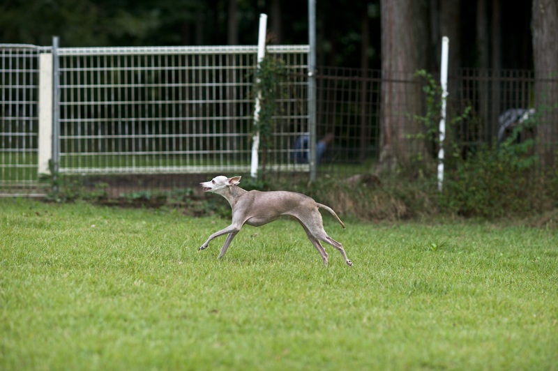 Click to view full size image -  xcGallery - Italian Greyhound - BC5_4829 - BC5_4829.jpg