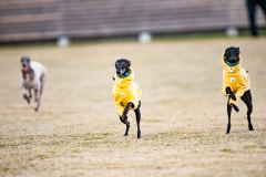 BD2_5228