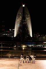 BD4_1479-強化-NR
