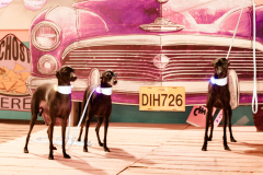 BD4_2738