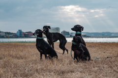 BD4_7655