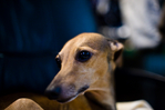 Italian Greyhound - BC4_2357.jpg