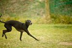Italian Greyhound - BC4_3129.jpg