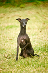 Italian Greyhound - BC4_3131.jpg
